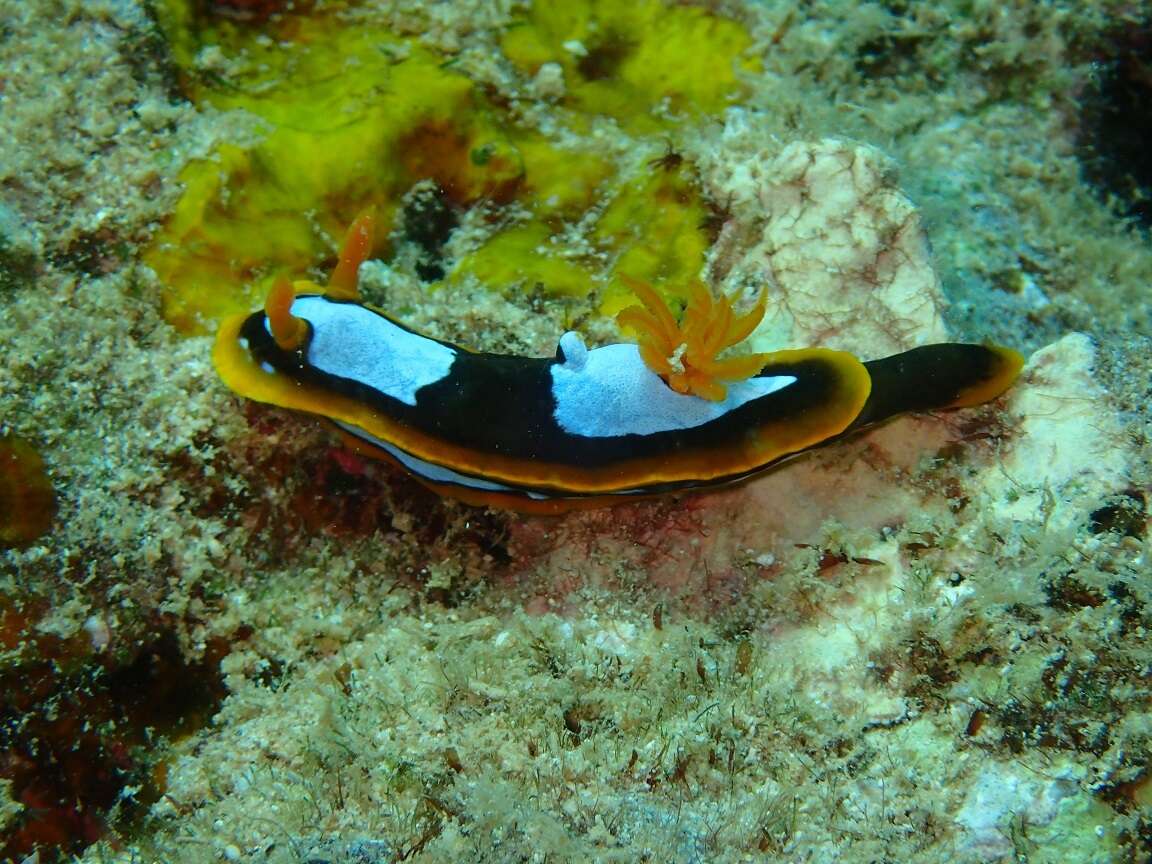 Image de Chromodoris westraliensis (O'Donoghue 1924)