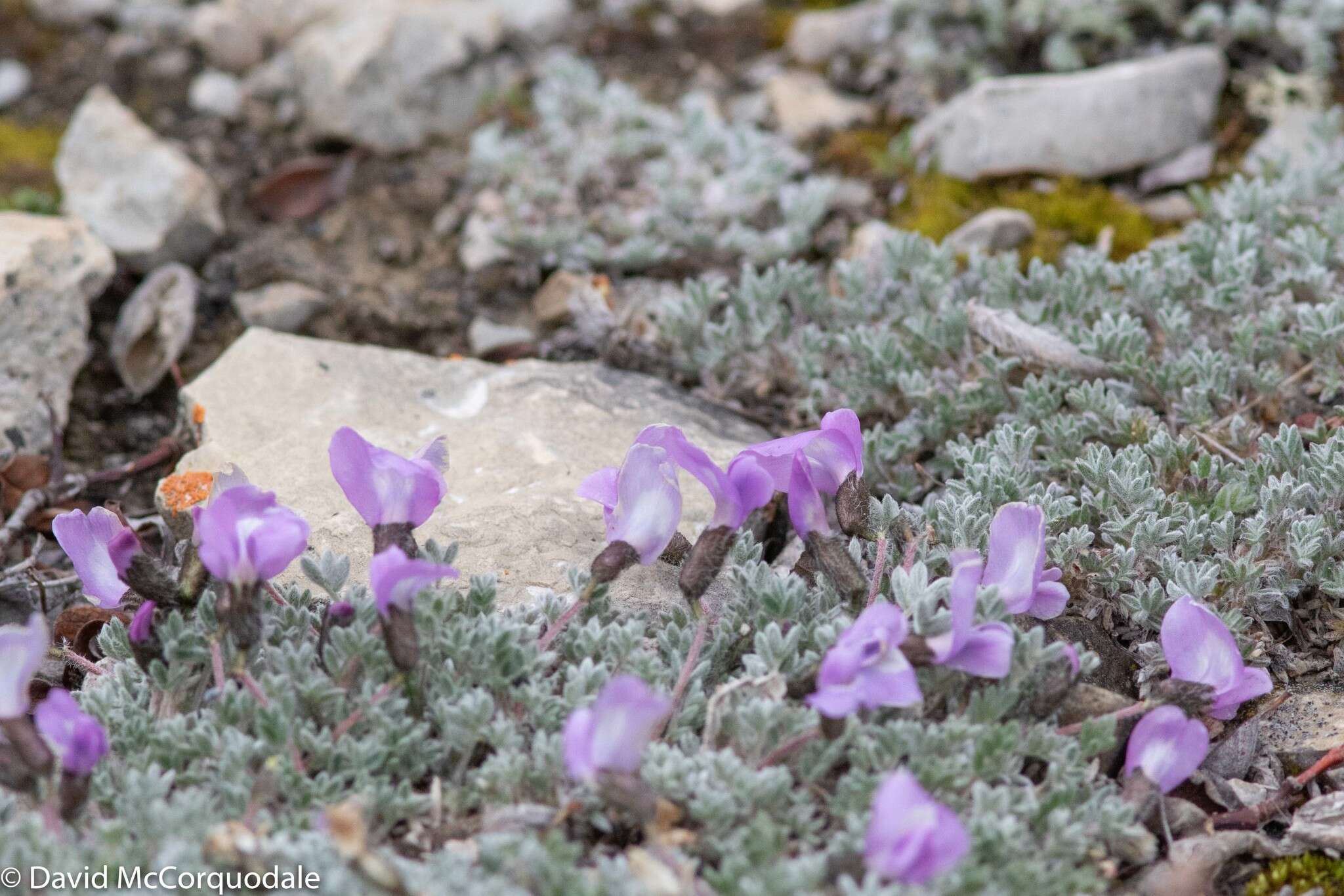 Image of locoweed