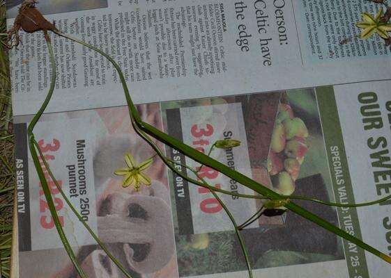 Image de Albuca pentheri (Zahlbr.) J. C. Manning & Goldblatt