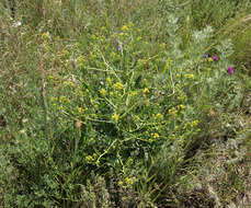 Image of perennial bastardcabbage