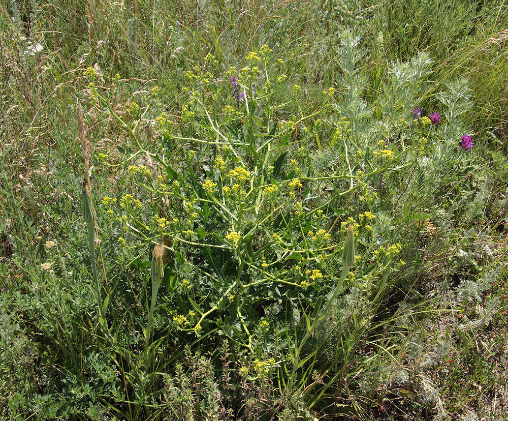 Image of perennial bastardcabbage