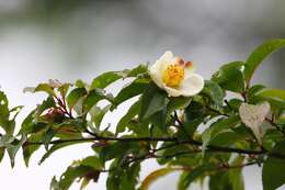 Image of Stewartia monadelpha Siebold & Zucc.