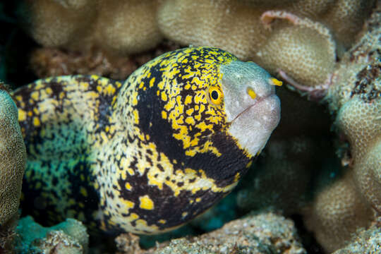 Image of Snowflake moray