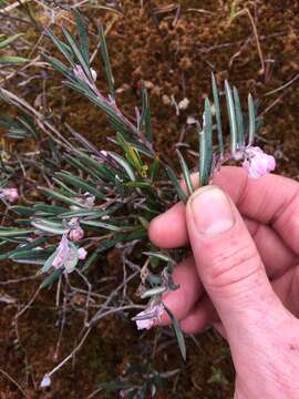 Image of Andromeda polifolia L.