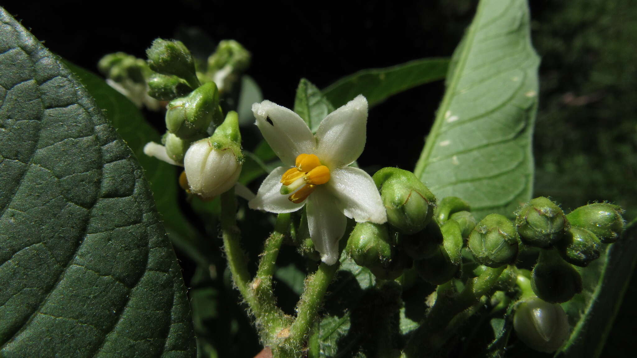 Image of Solanum oblongifolium Humb. & Bonpl. ex Dun.