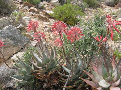 Image of Aloe perfoliata L.