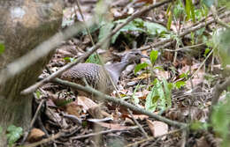 Image of Pale-browed Tinamou