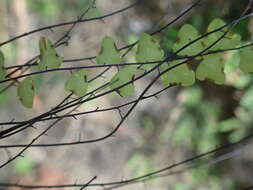 Image de Adiantum deltoideum Sw.