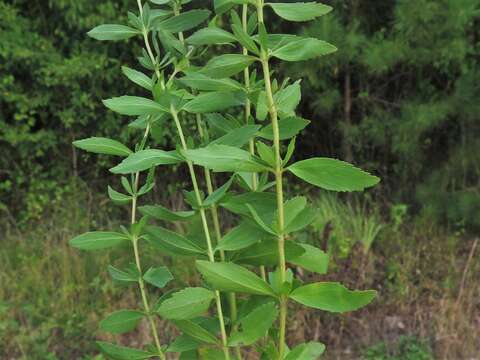 Image of lanceleaf thoroughwort