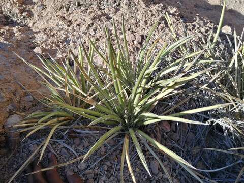 Imagem de Agave felgeri Gentry