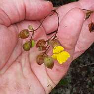 Image of Goodenia caroliniana