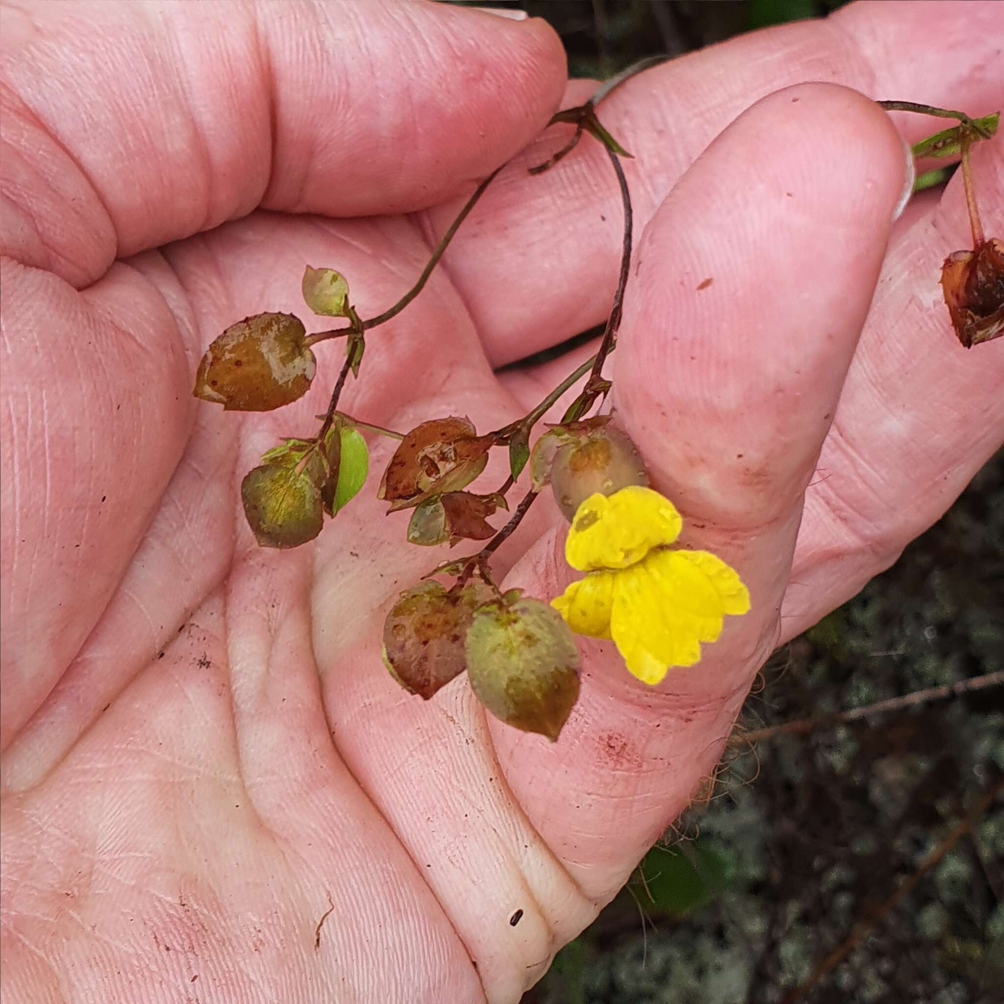 Goodenia caroliniana resmi