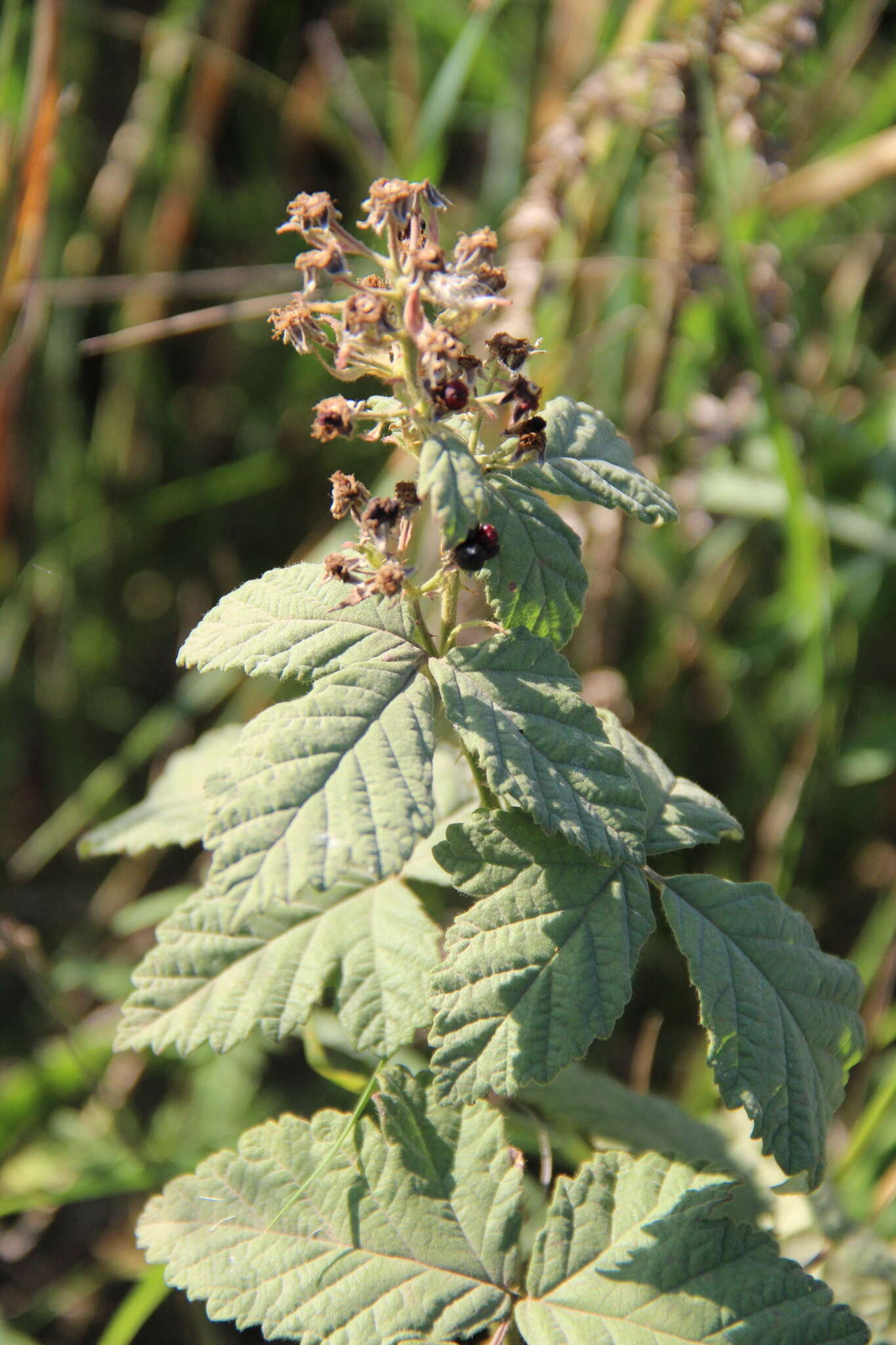 Image of Brambles