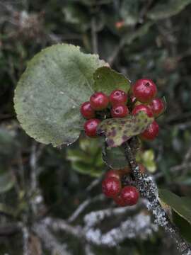 Image of Xylosma spiculiferum (Tul.) Triana & Planchon