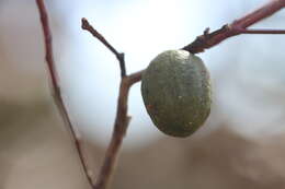 Image of Apiomorpha ovicoloides (Tepper 1893)