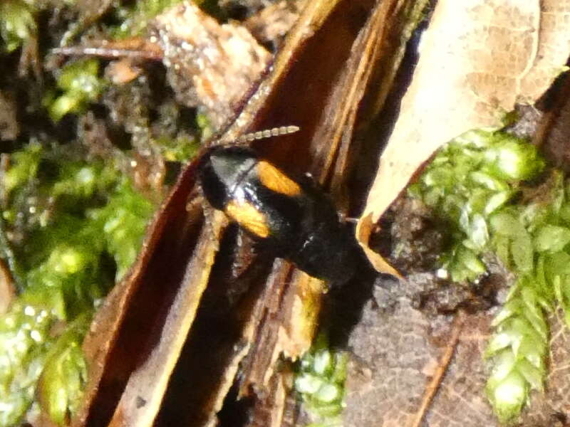 Image of Tachinus (Tachinus) subterraneus (Linnaeus 1758)