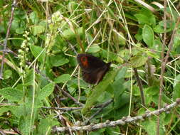 Image of scotch argus