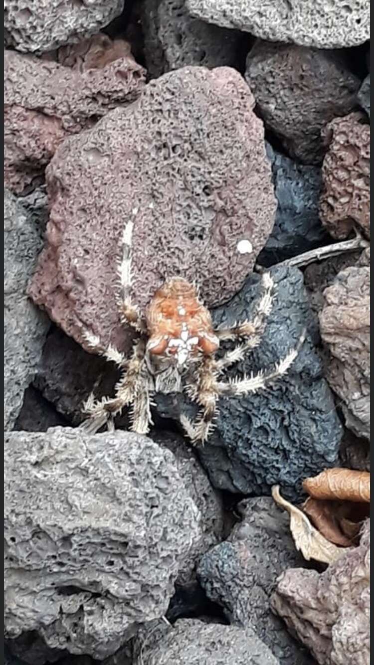 Image of Araneus pallidus (Olivier 1789)