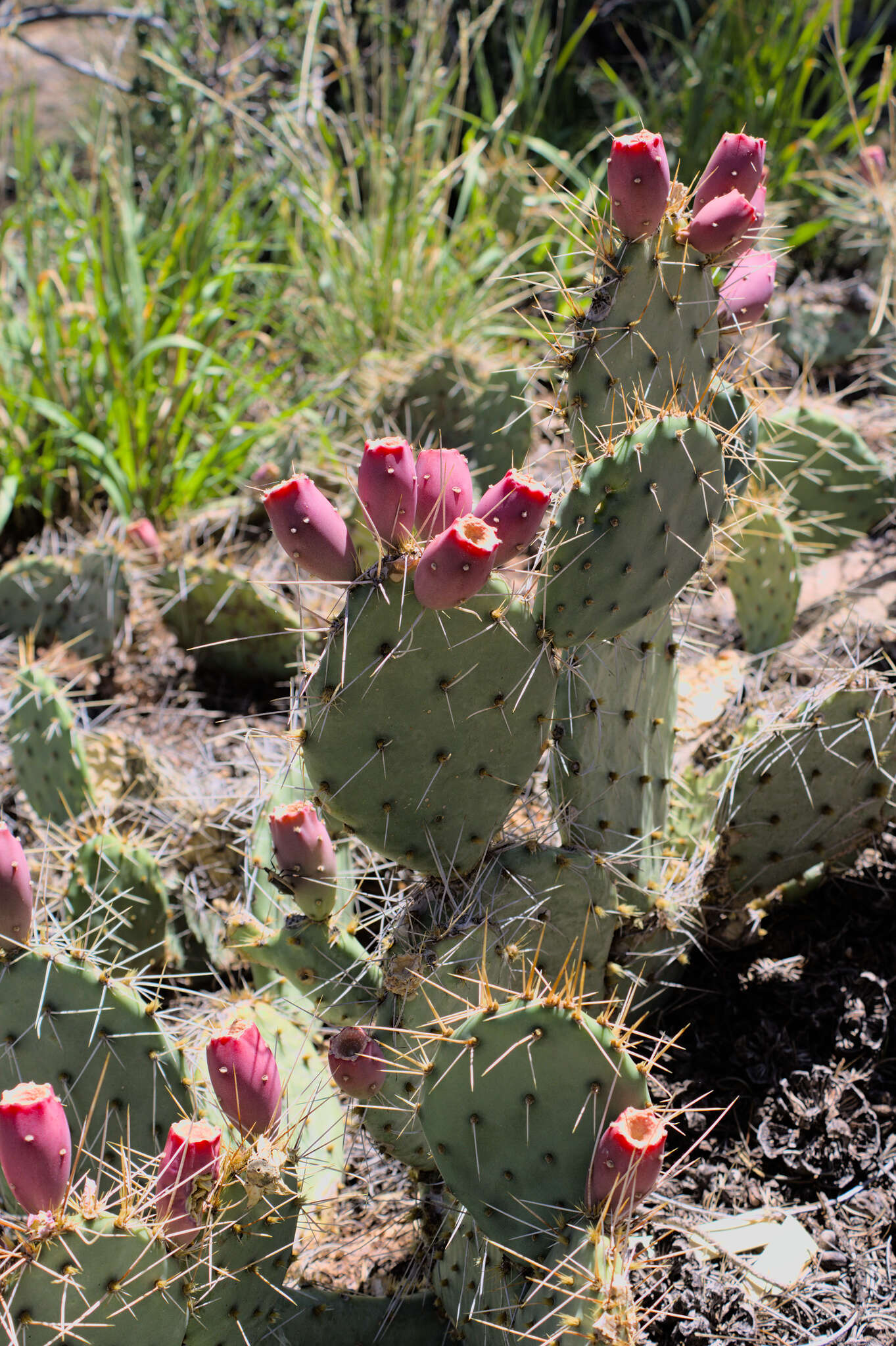 Opuntia zuniensis的圖片