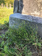 Image of Canadian Horseweed