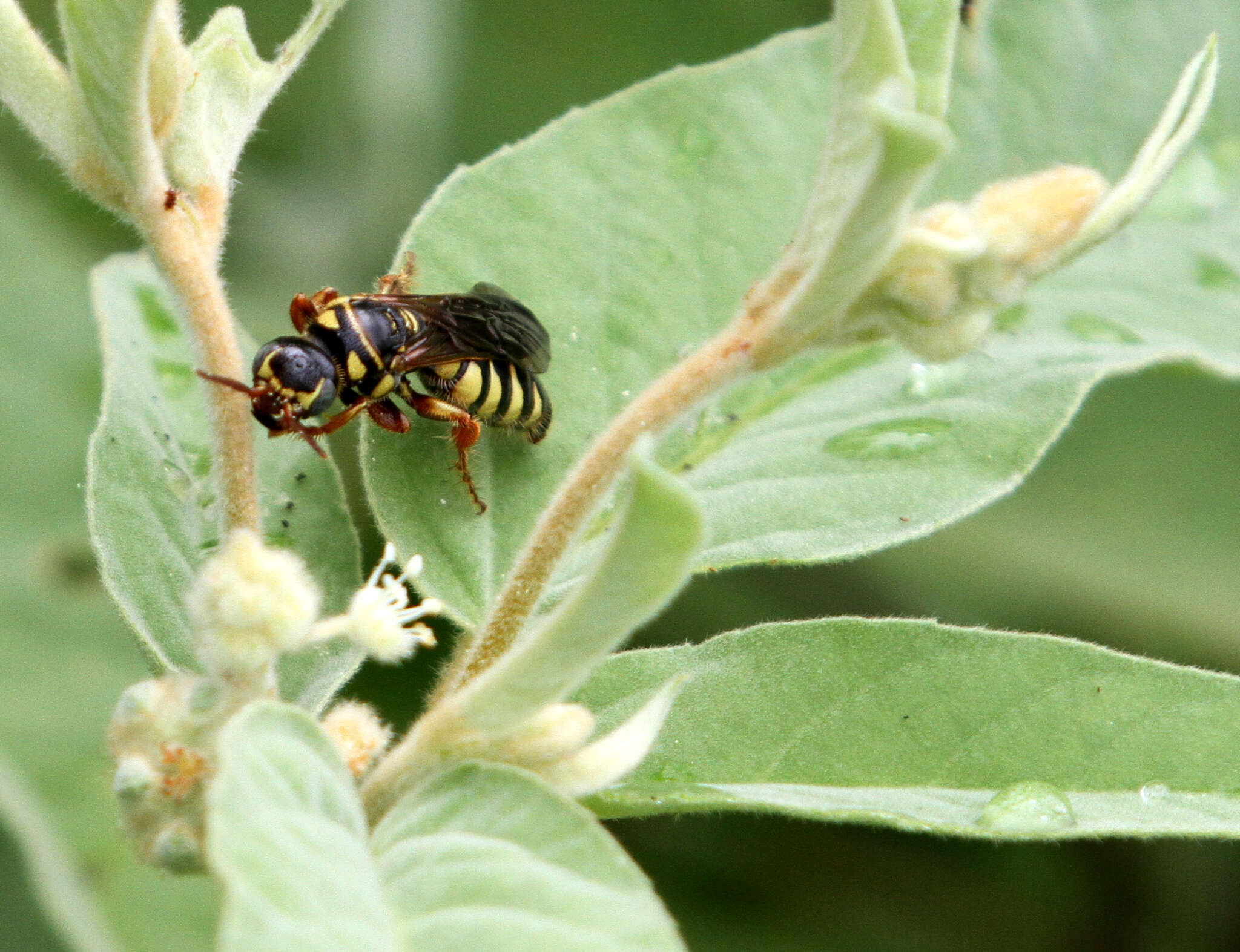 Myzinum maculatum (Fabricius 1793)的圖片