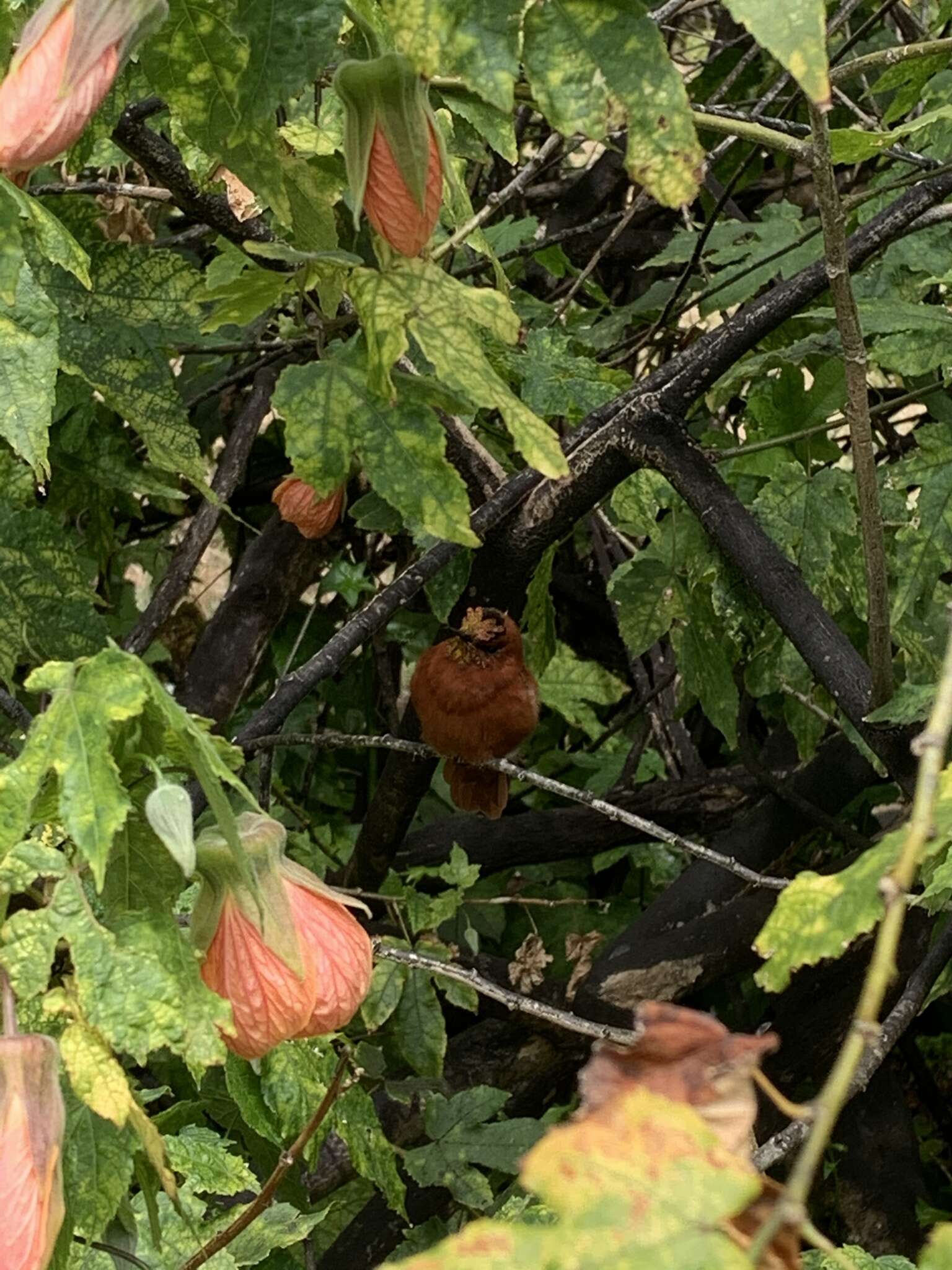 Image of Juan Fernandez Firecrown