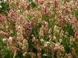 Rumex cyprius Murb. resmi