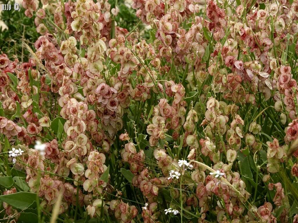 Rumex cyprius Murb. resmi