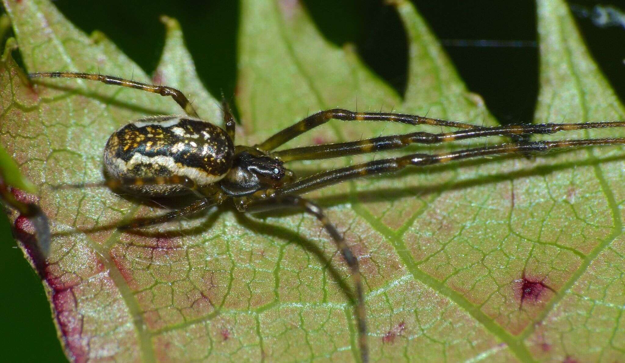 Image of Nanometa lagenifera (Urquhart 1888)