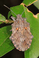 Image of Four-humped Stink Bug