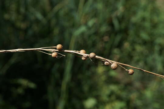 Image of Crambe koktebelica (Junge) N. Busch