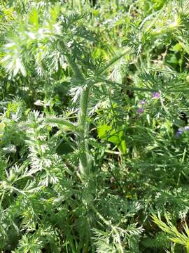 Imagem de Daucus muricatus (L.) L.