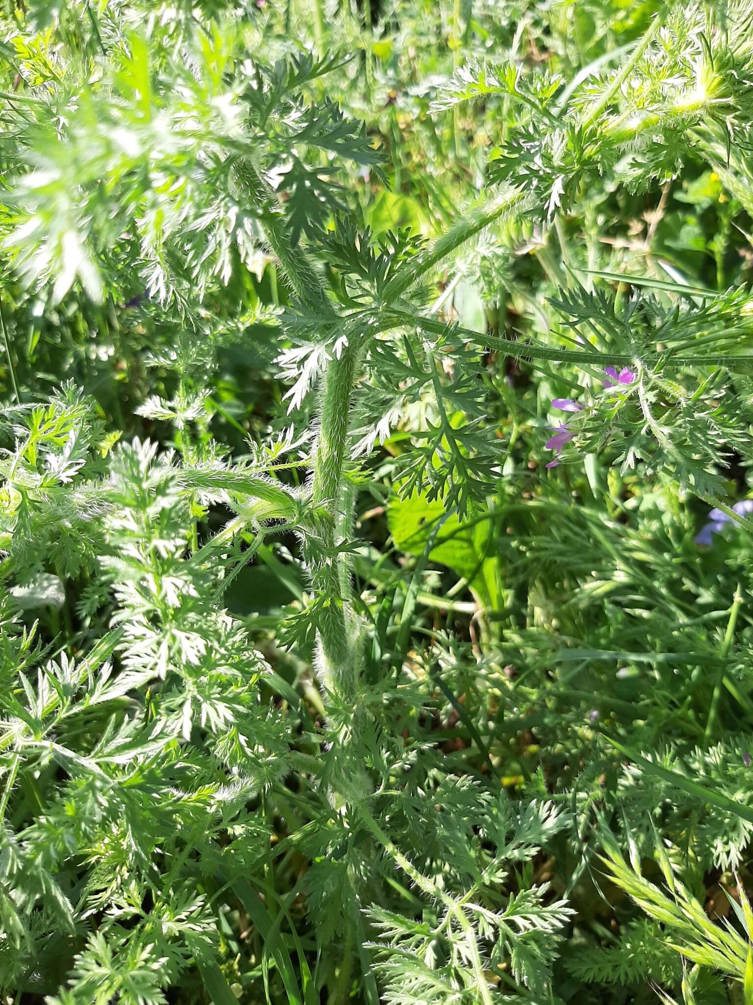 Image of Daucus muricatus (L.) L.