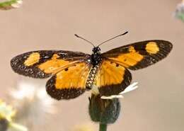 Image of Acraea acerata Hewitson 1874