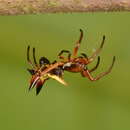 Image of Micrathena ucayali Levi 1985