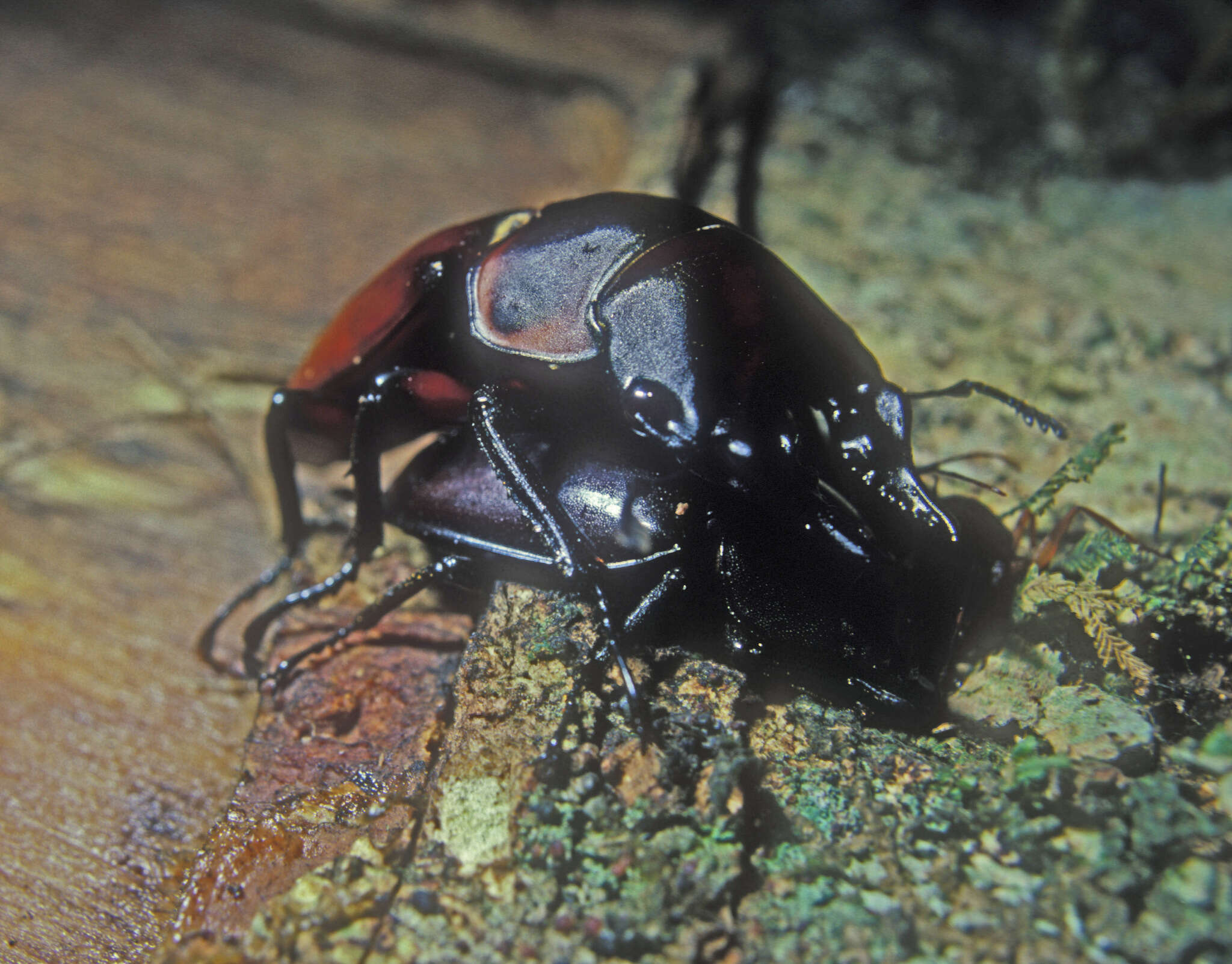 Image of Prosopocoilus natalensis (Parry 1864)