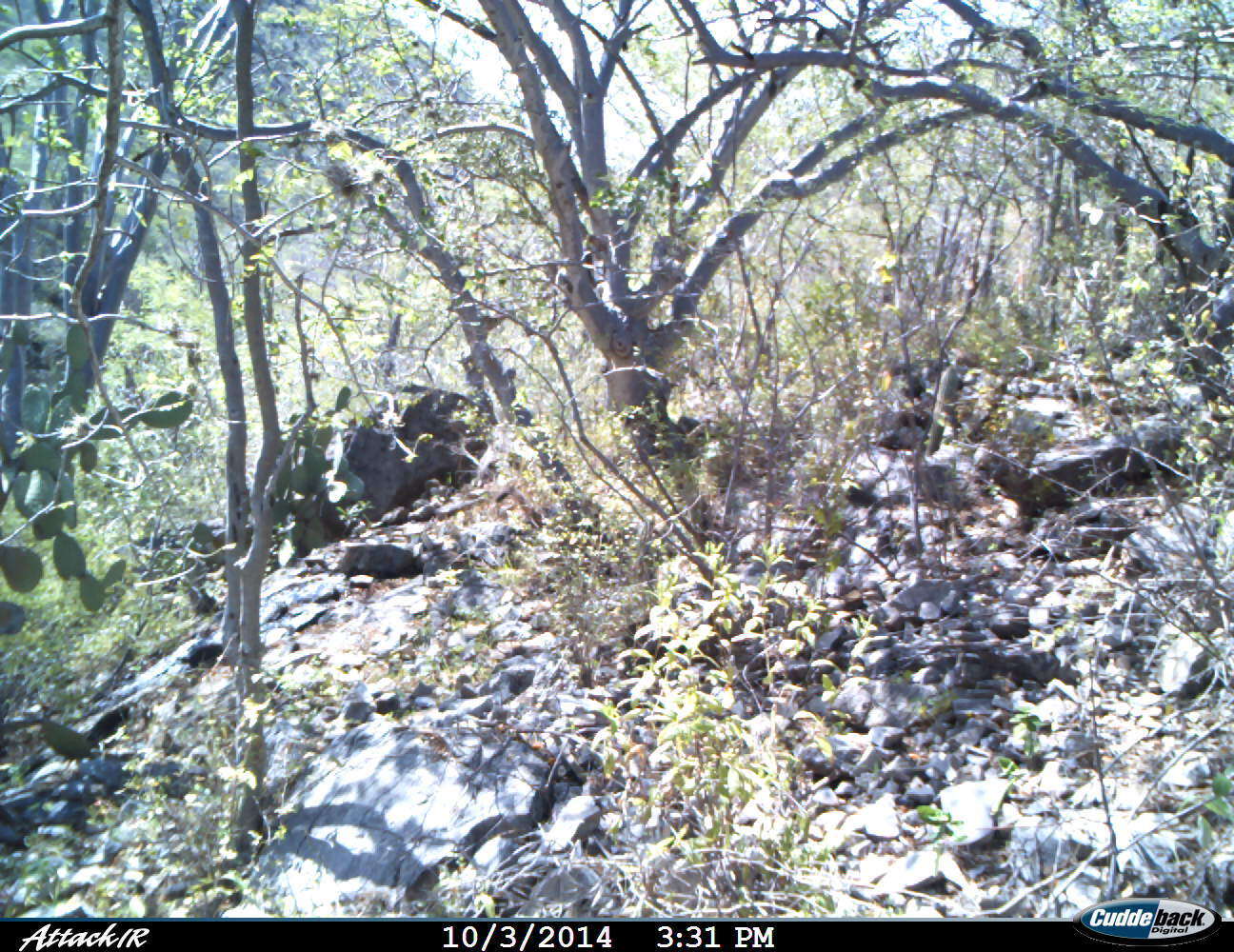 Image of Coati