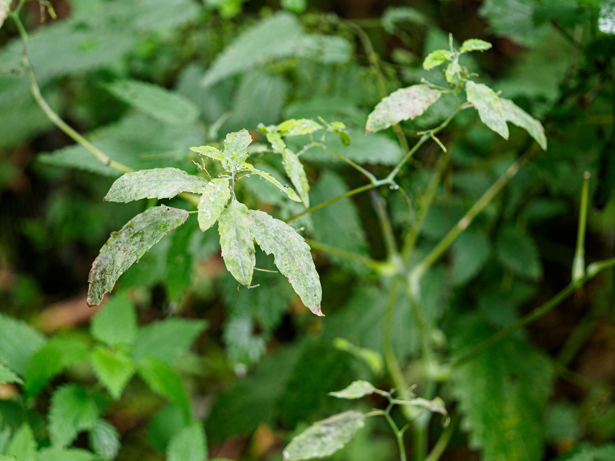 Podosphaera balsaminae (Wallr.) U. Braun & S. Takam. 2000的圖片