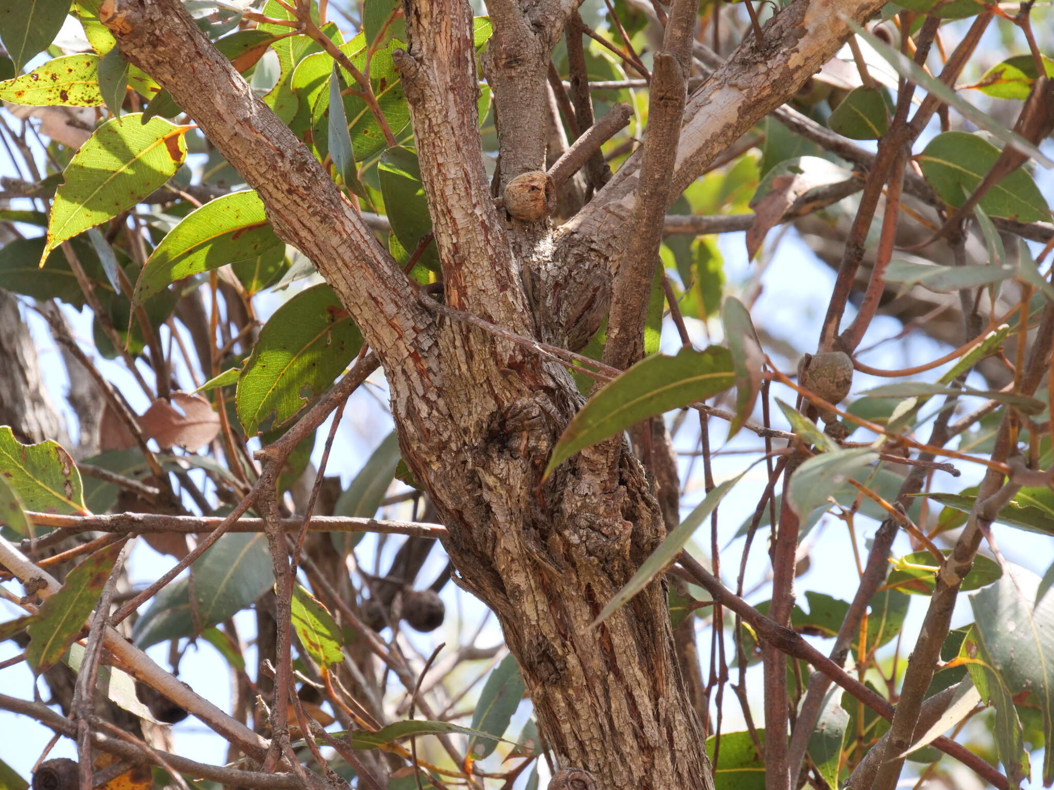 Image of Eucalyptus staeri Maiden ex Kessell & C. A. Gardner