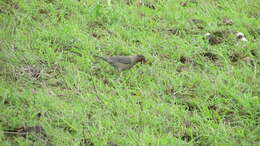 Image of Indian Blackbird