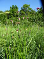 صورة Dianthus capitatus subsp. andrzejowskianus Zapal.