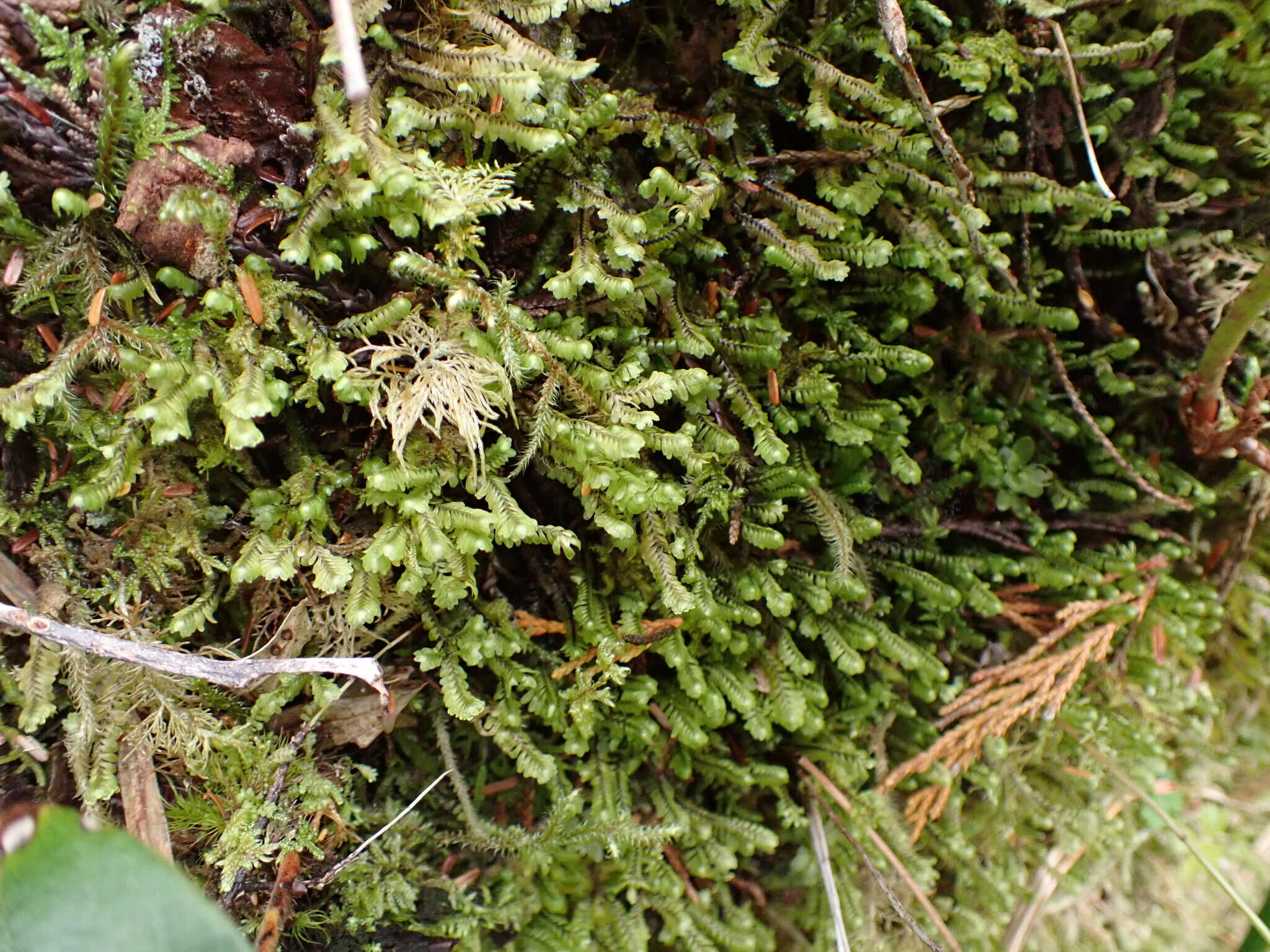 Image of Macrodiplophyllum rubrum D. H. Wagner