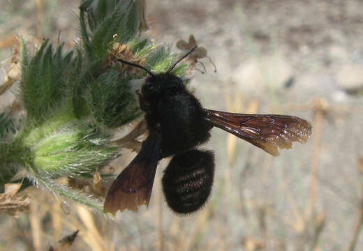 Image of Megachile parietina (Geoffroy 1785)