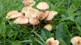 Image of Marasmius collinus (Scop.) Singer 1942