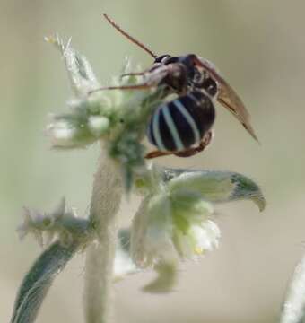 Image of Four-banded Nomia