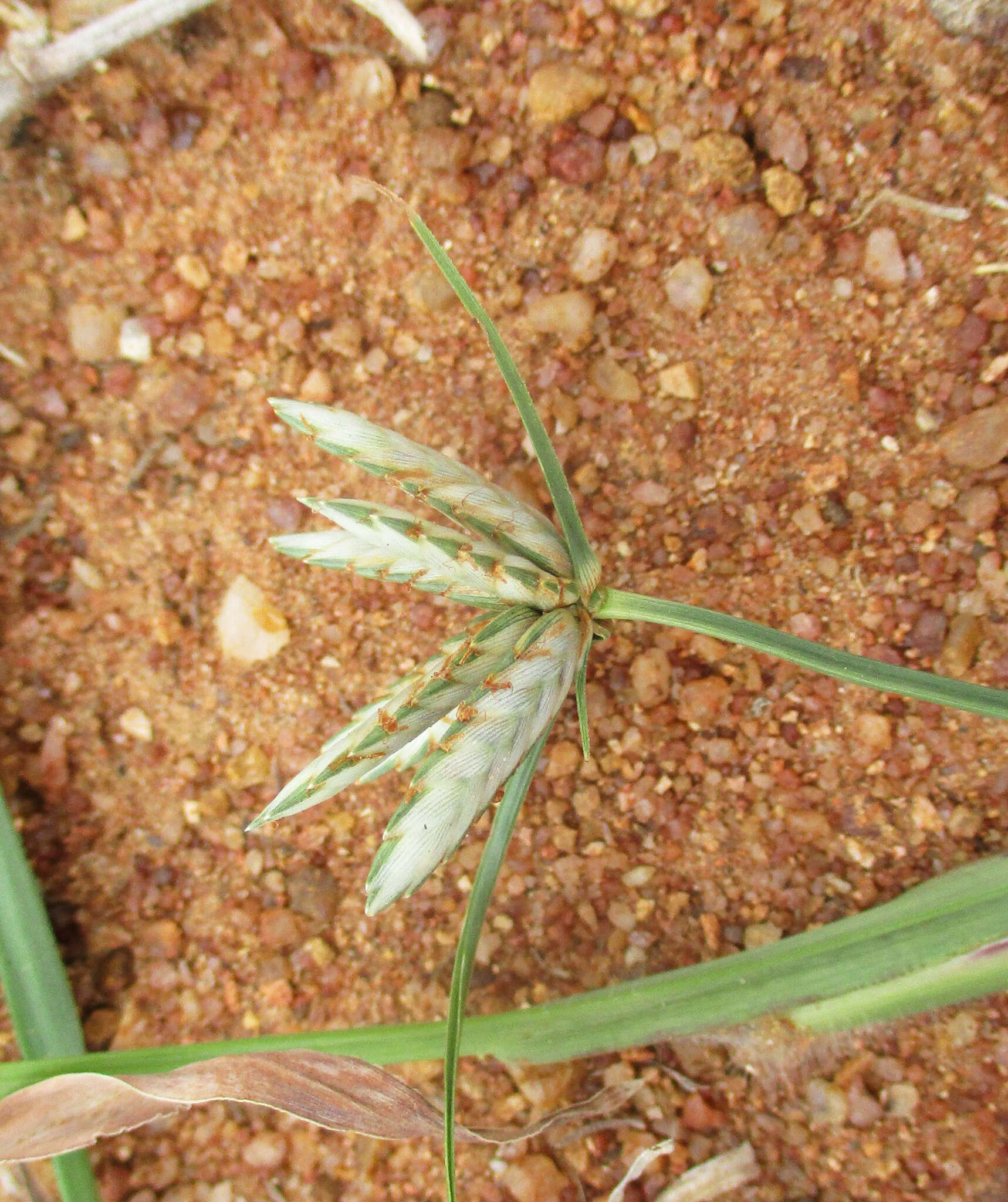 Image of Cyperus margaritaceus Vahl