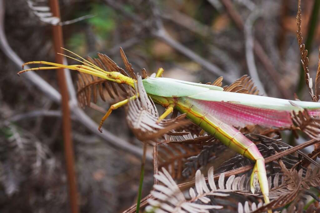 Image of Podacanthus