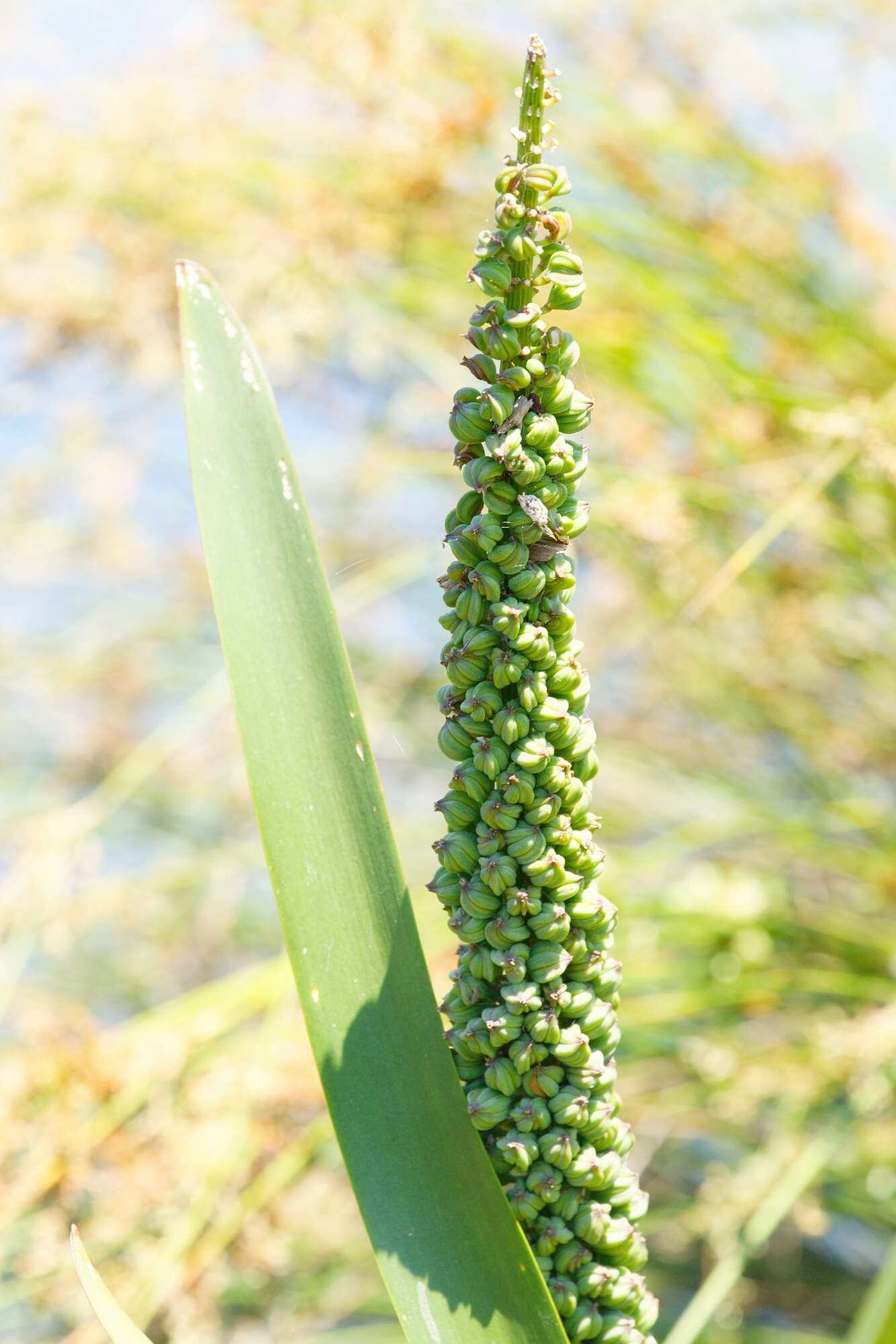 Image of water ribbon