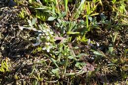 Sivun Lepidium virginicum subsp. menziesii (DC) Thell. kuva