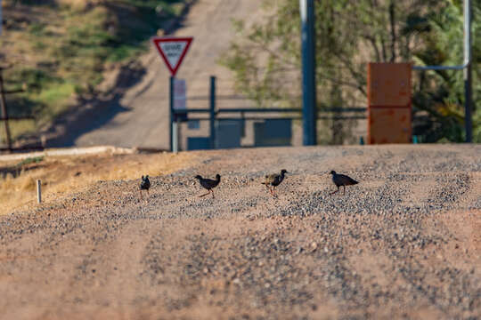 Image of Black-tailed Native-hen